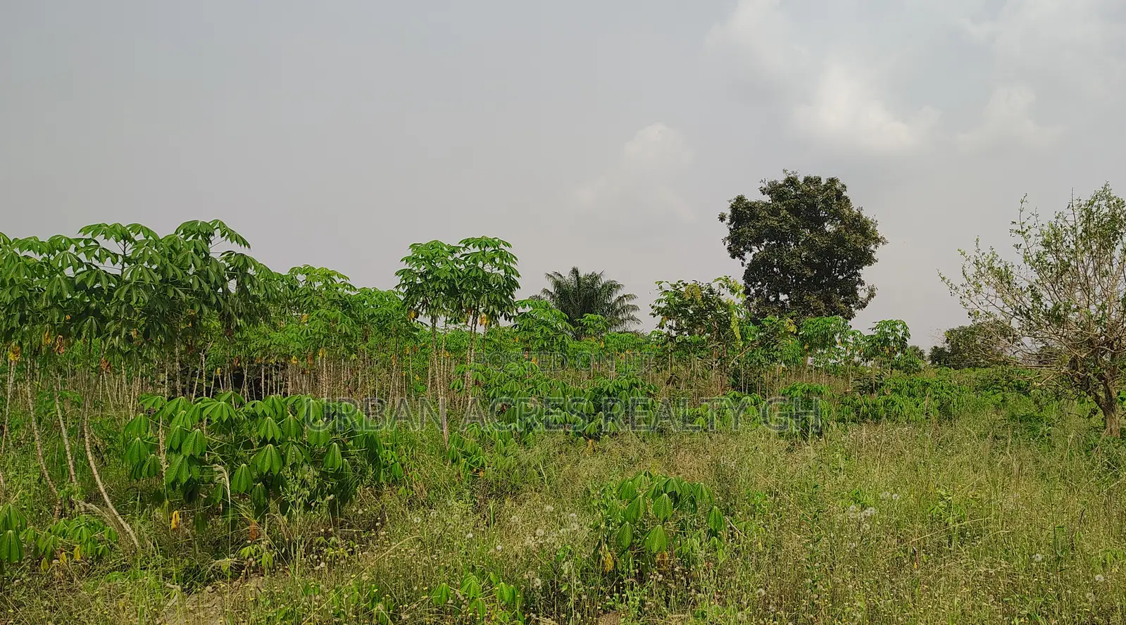 Volta Region, Abutia (Kloe) _ 30+ Acres Farmland