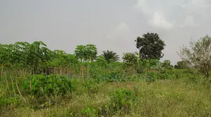 Volta Region, Abutia (Kloe) _ 30+ Acres Farmland