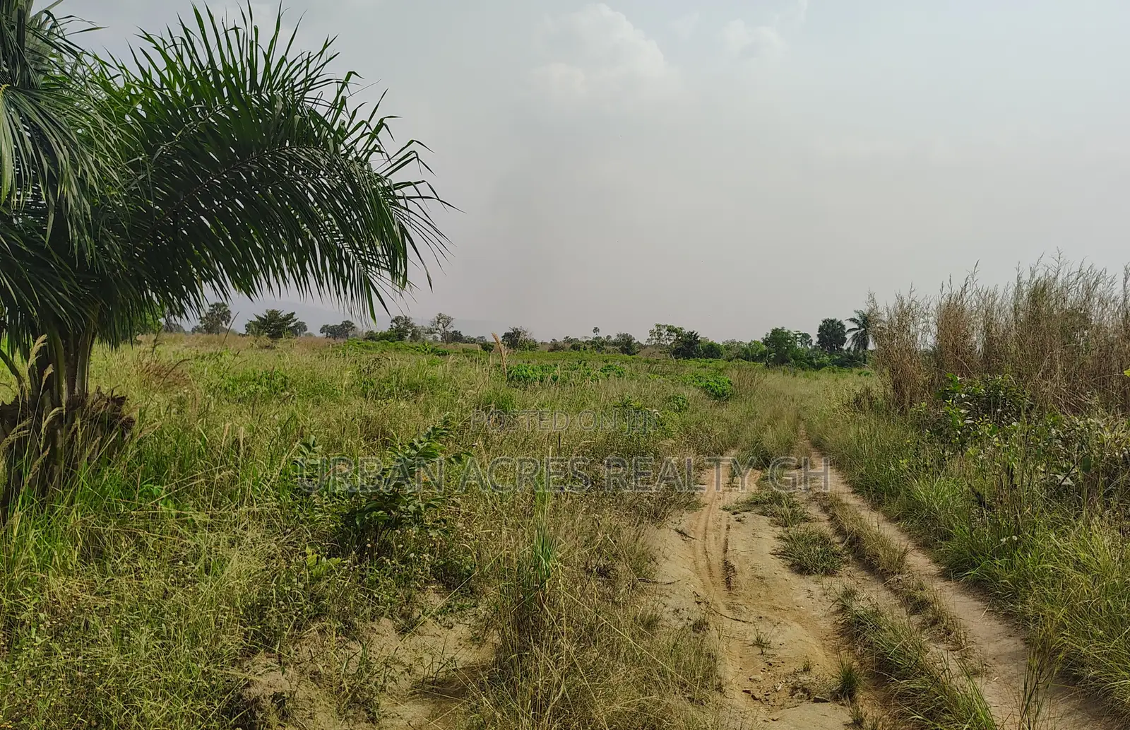 Volta Region, Abutia (Kloe) _ 30+ Acres Farmland