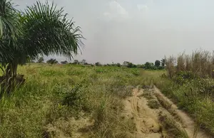 Volta Region, Abutia (Kloe) _ 30+ Acres Farmland
