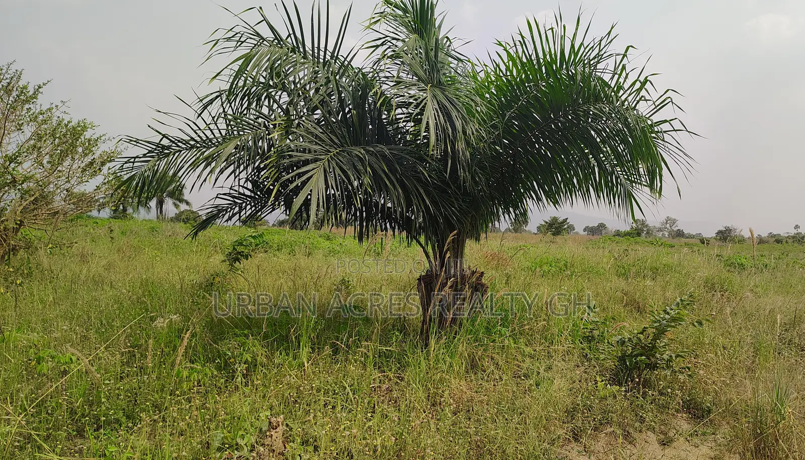Volta Region, Abutia (Kloe) _ 30+ Acres Farmland