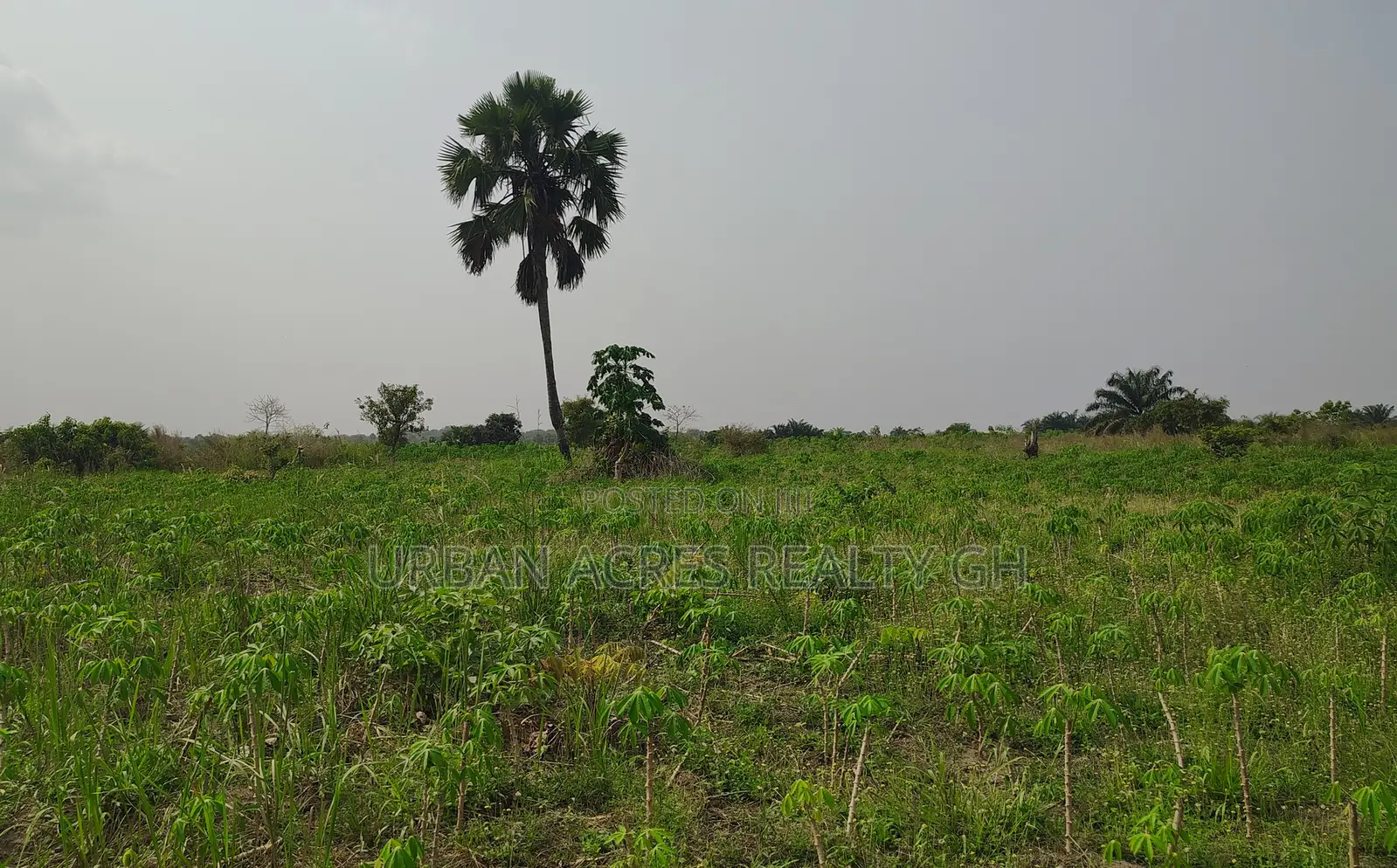 Volta Region, Ho (Abutia) _ 200+ Acres Farmland
