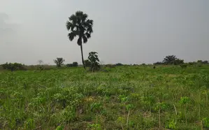 Volta Region, Ho (Abutia) _ 200+ Acres Farmland