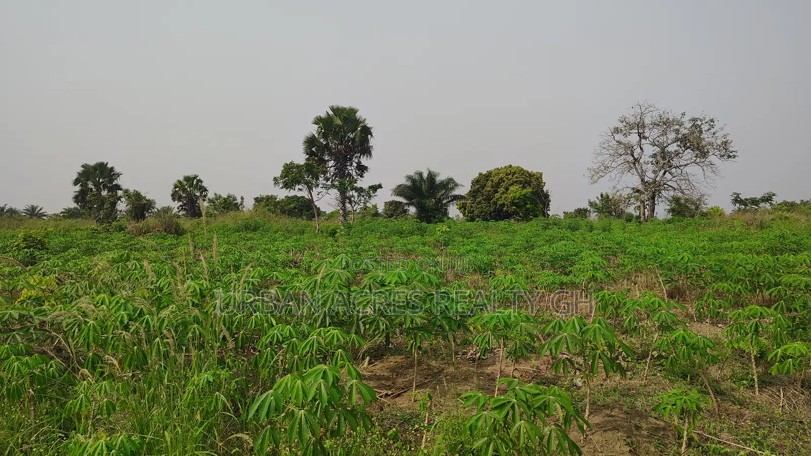 Volta Region, Ho (Abutia) _ 200+ Acres Farmland