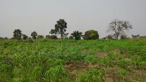 Volta Region, Ho (Abutia) _ 200+ Acres Farmland