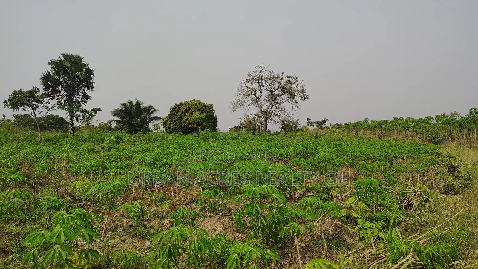 Volta Region, Ho (Abutia) _ 200+ Acres Farmland