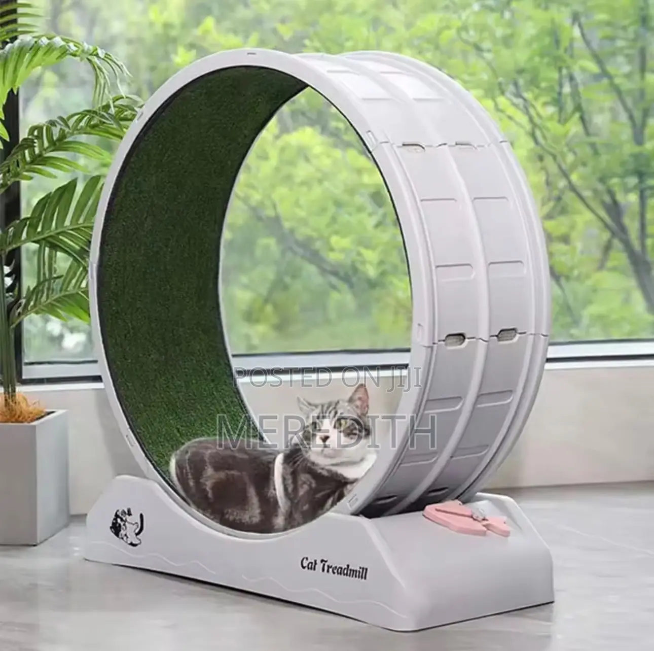 Cat Threadmil