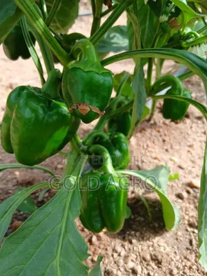 Sweet Pepper Simbad