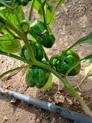 Sweet Pepper Simbad