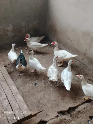 Mature Duck and Ducklings Available
