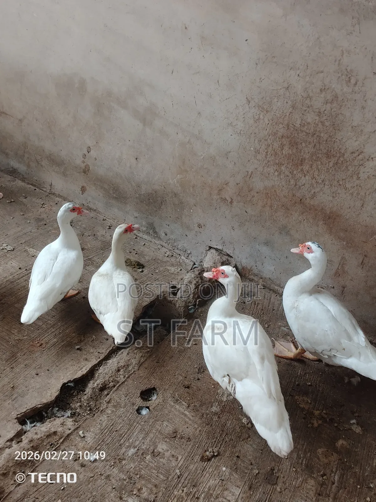 Mature Duck and Ducklings Available