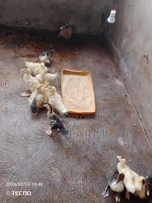 Mature Duck and Ducklings Available