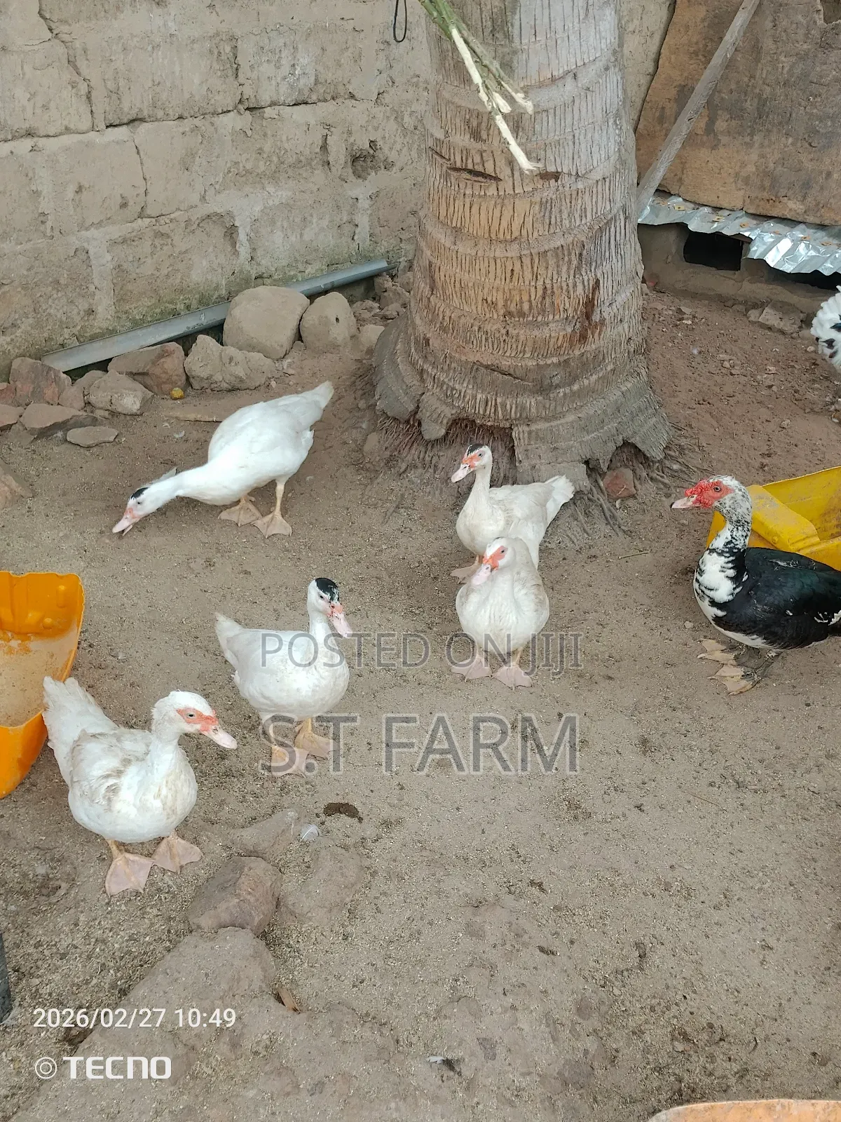 Mature Duck and Ducklings Available