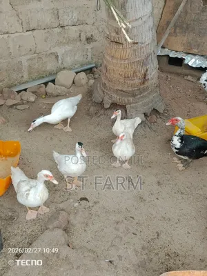Mature Duck and Ducklings Available