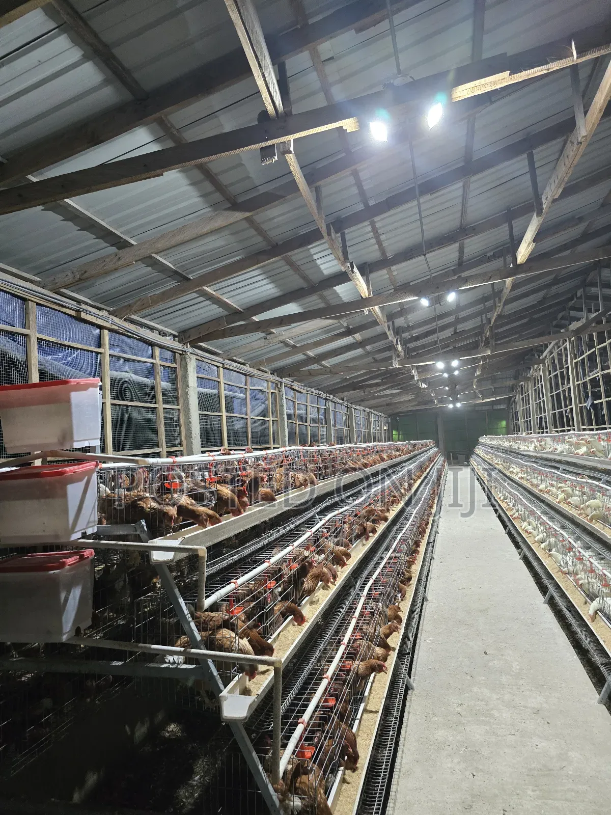 Battery Chicken Cage System
