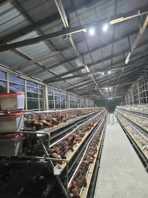 Battery Chicken Cage System