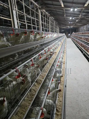 Battery Chicken Cage System