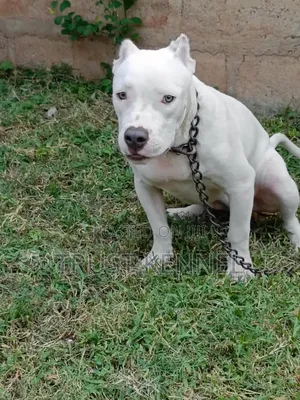 6-12 months Female Purebred American Bully