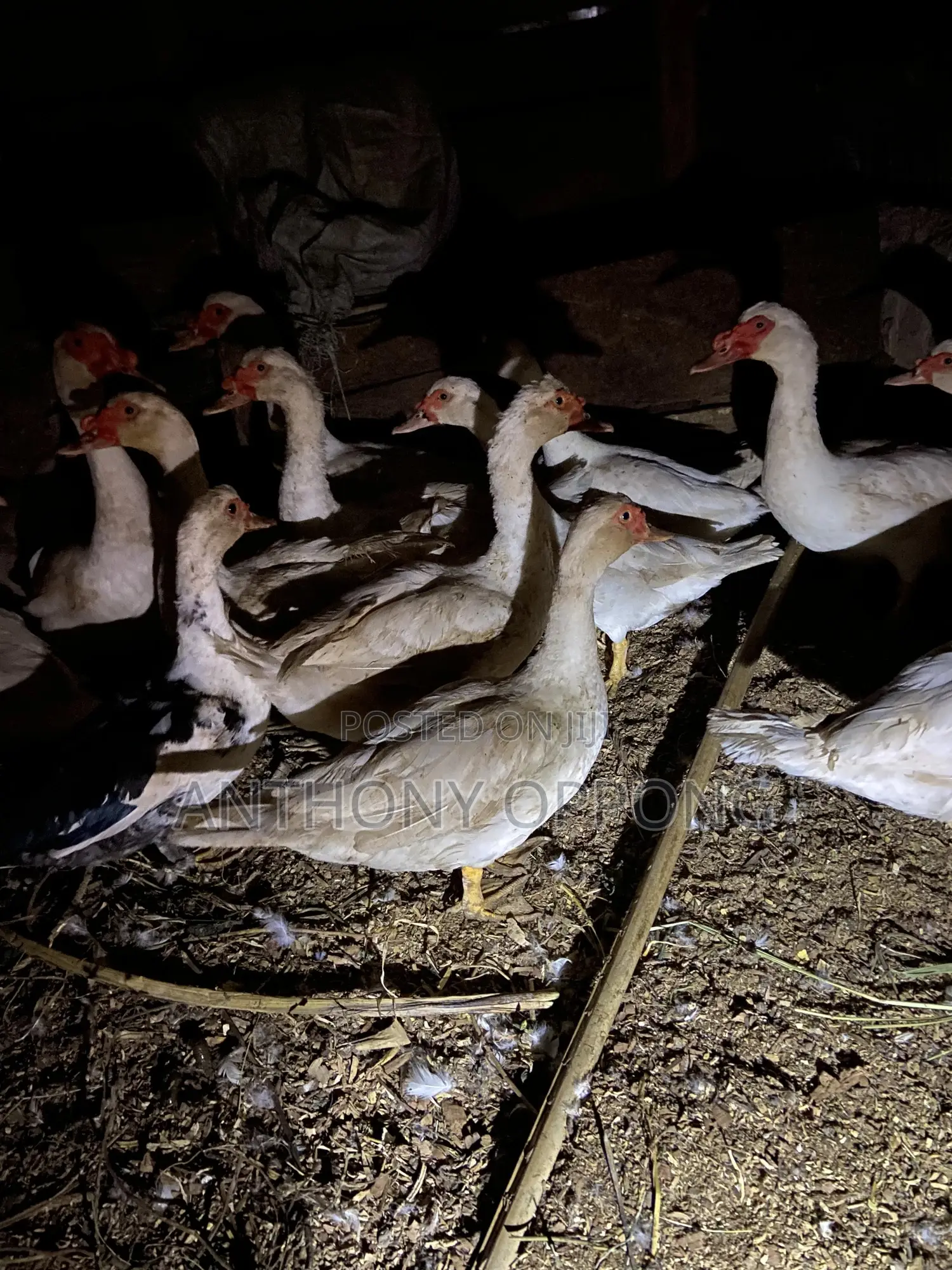 Point of Lay Muscovy Ducks