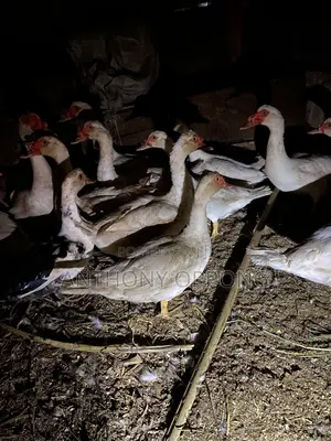 Point of Lay Muscovy Ducks
