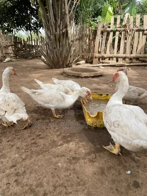 Point of Lay Muscovy Ducks