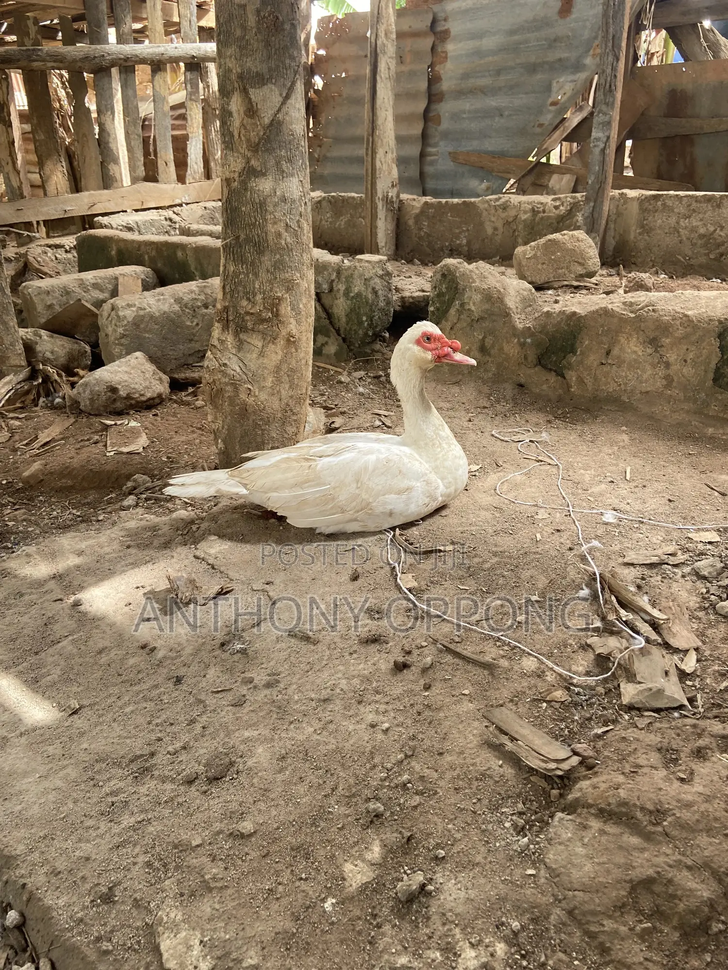 Point of Lay Muscovy Ducks