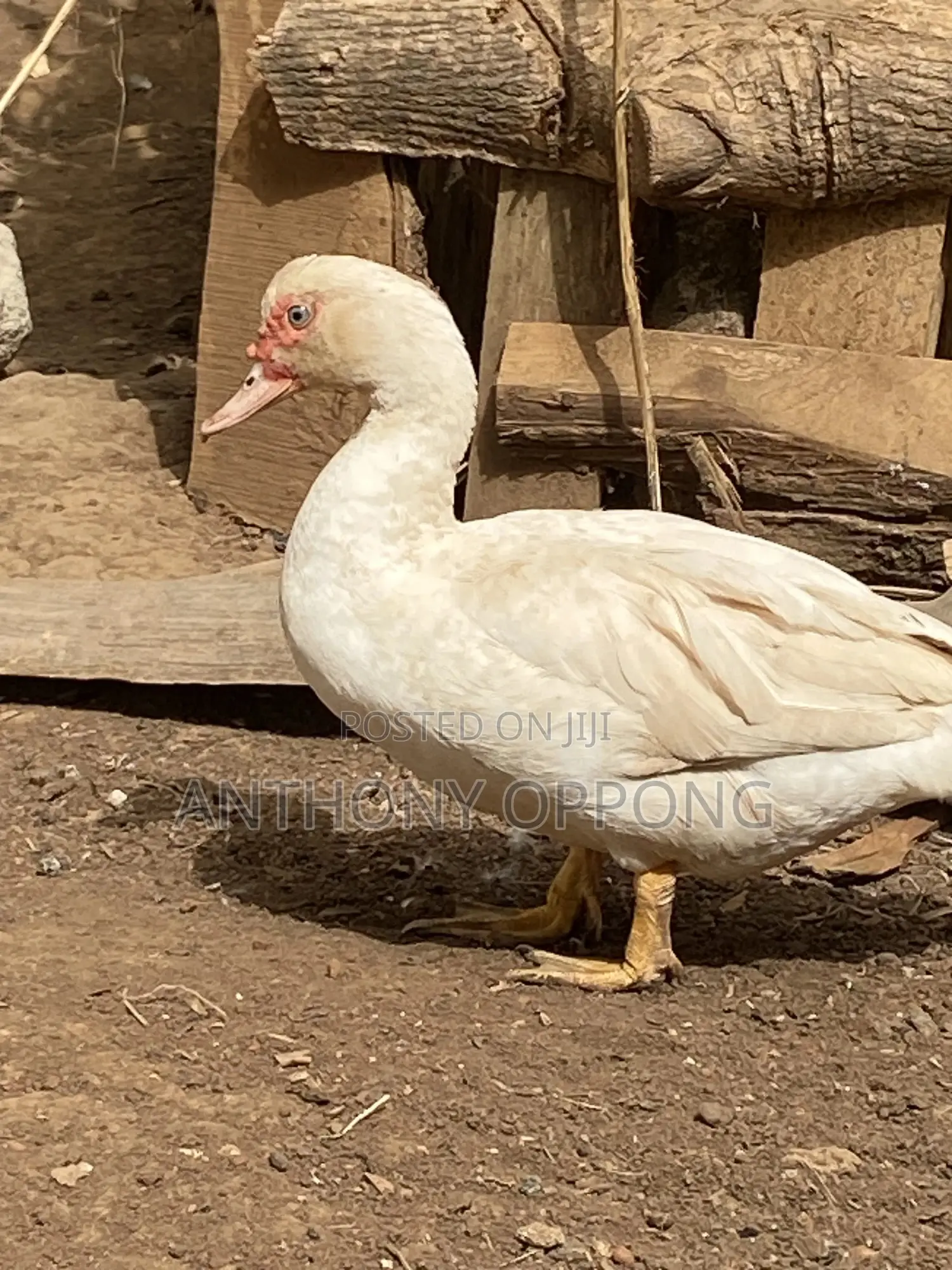 Point of Lay Muscovy Ducks