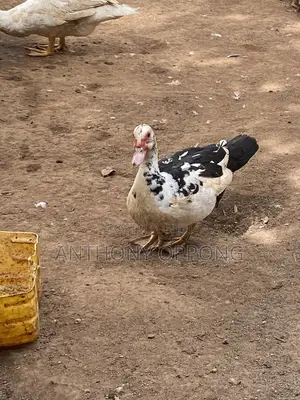 Point of Lay Muscovy Ducks