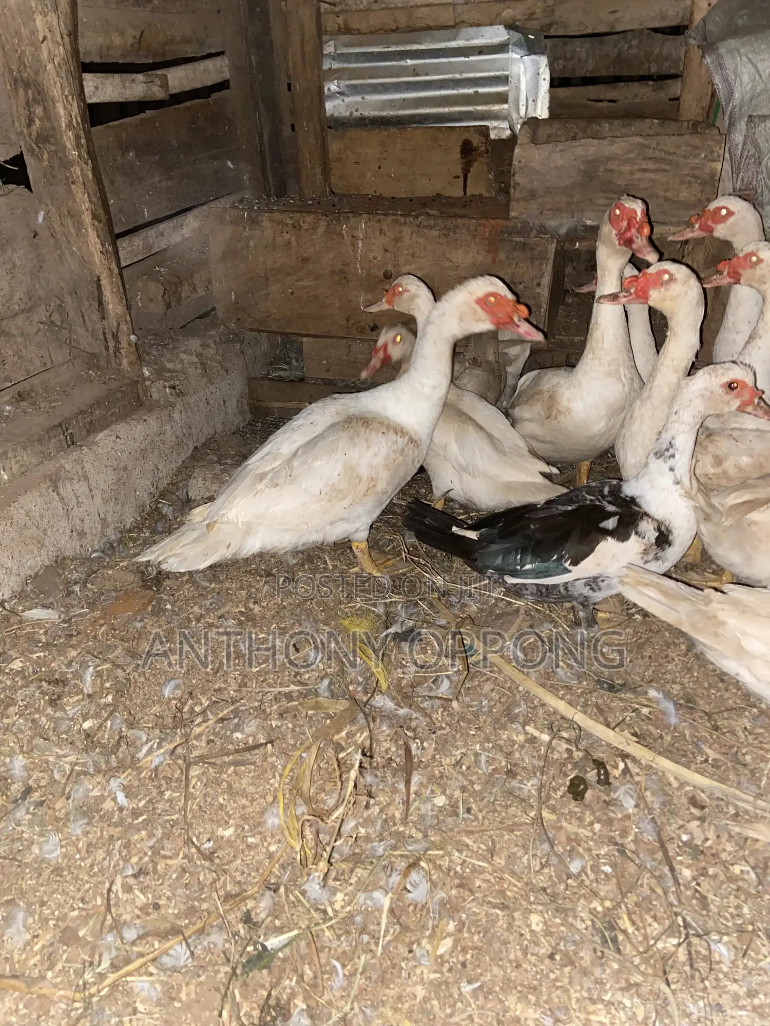 Point of Lay Muscovy Ducks