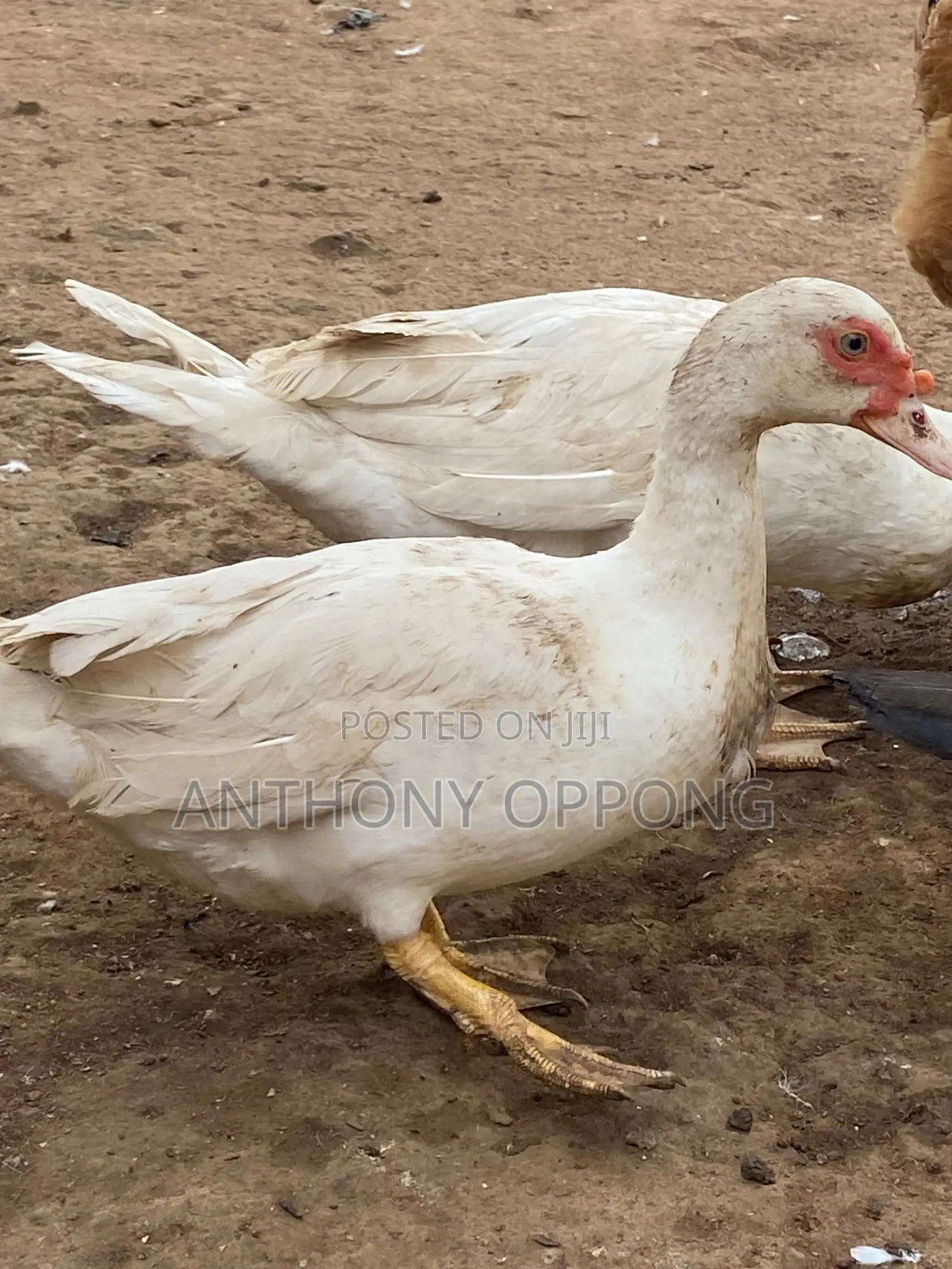 Point of Lay Muscovy Ducks