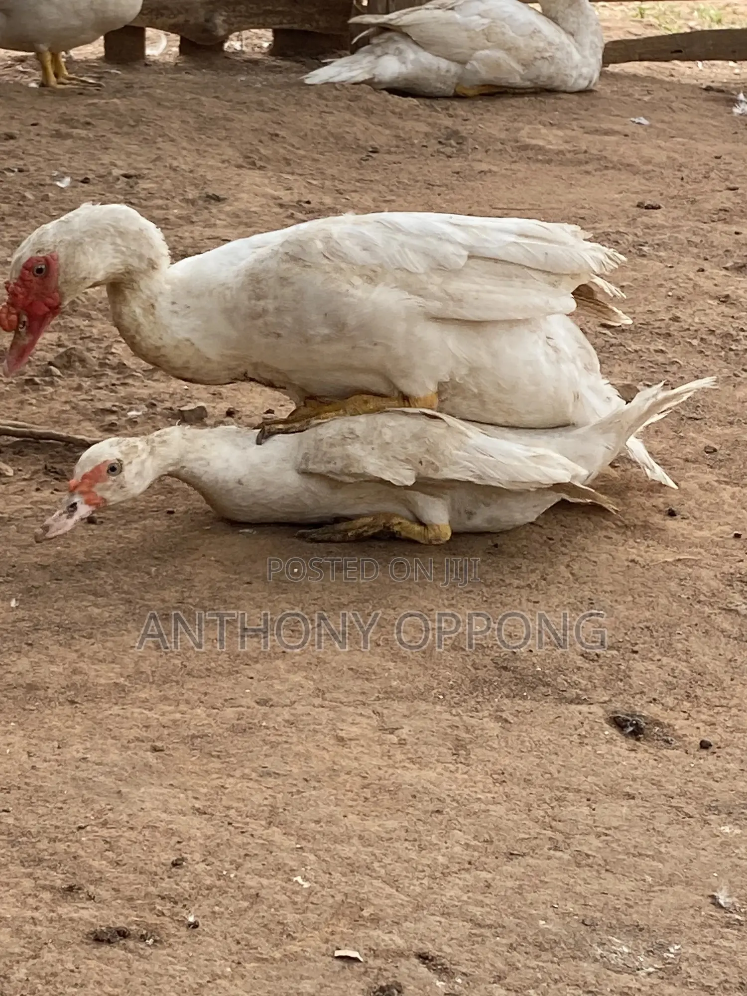 Point of Lay Muscovy Ducks