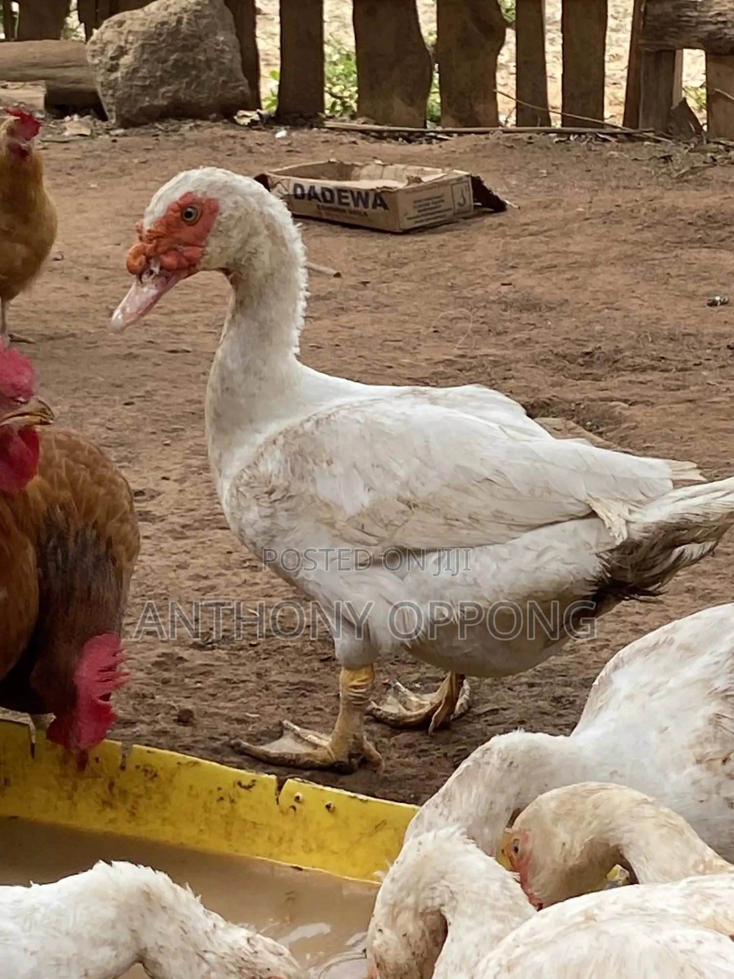 Point of Lay Muscovy Ducks
