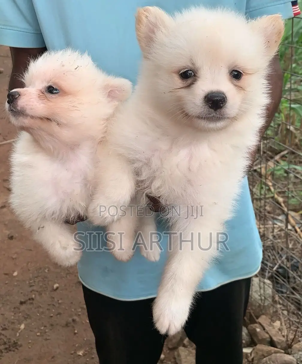 1-3 months Female Purebred Japanese Spitz