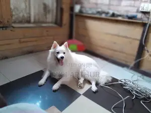 1-3 months Female Purebred Japanese Spitz