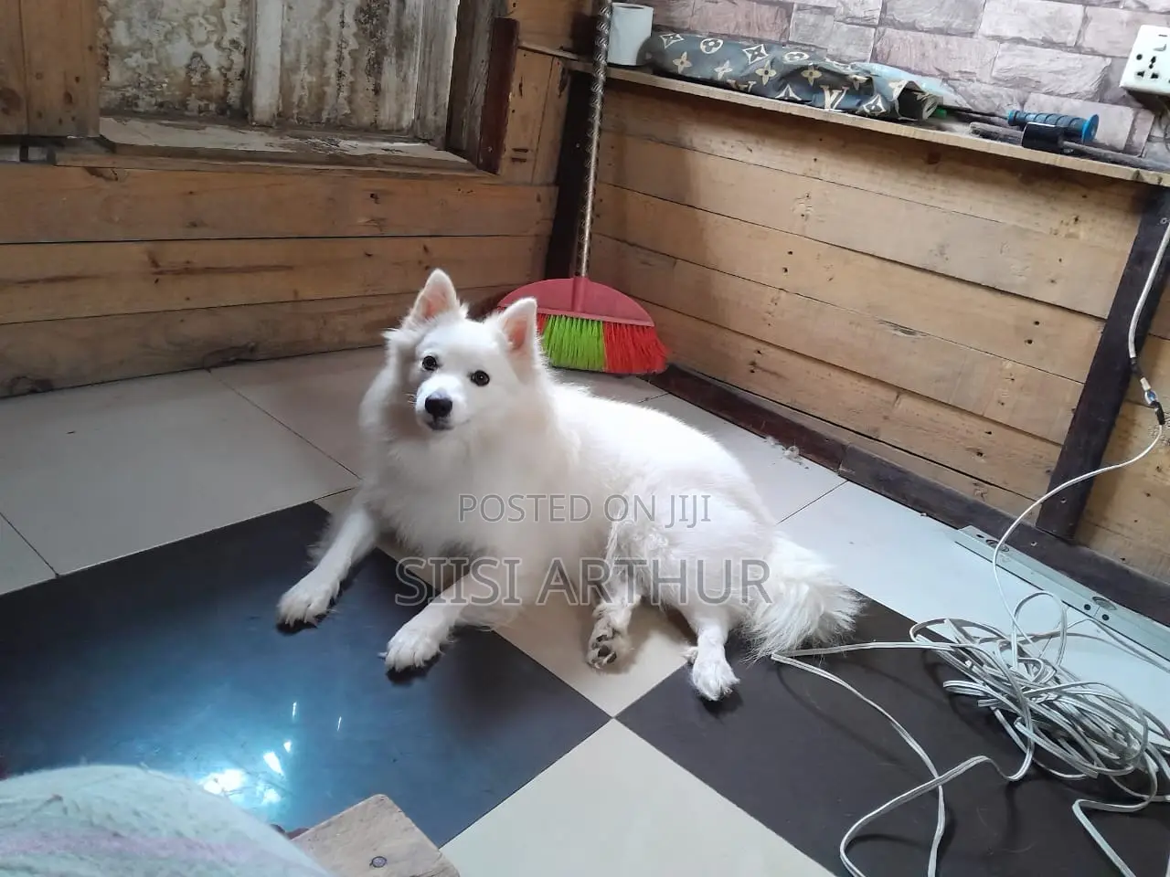 1-3 months Female Purebred Japanese Spitz