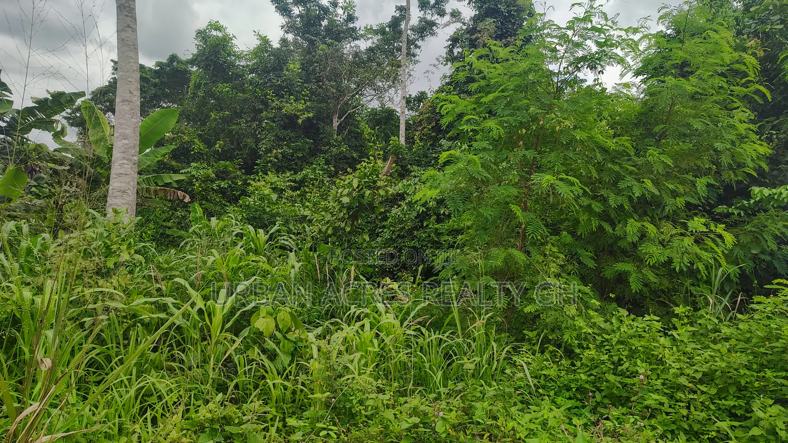 Volta Region, Hohoe (Likpe) _ 1400+ Acres Farmland