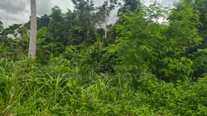 Volta Region, Hohoe (Likpe) _ 1400+ Acres Farmland