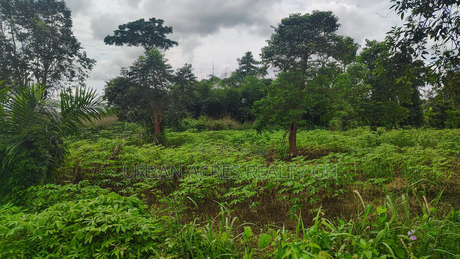 Volta Region, Hohoe (Likpe) _ 1400+ Acres Farmland
