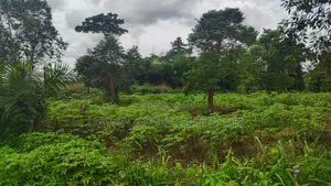 Volta Region, Hohoe (Likpe) _ 1400+ Acres Farmland