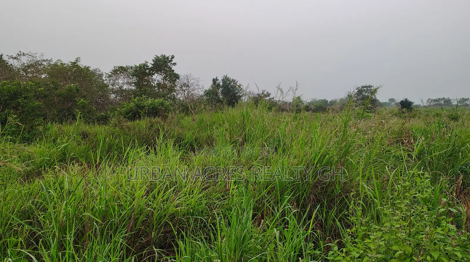 Volta Region, Adaklu (Helekpe) _ 1500+ Acres Mixed Farmland