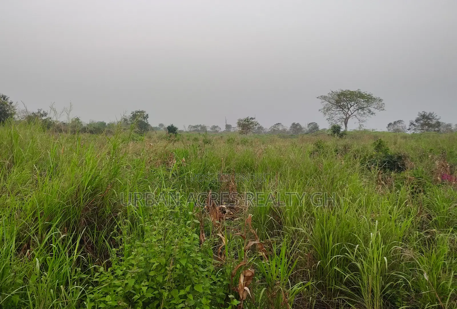 Volta Region, Adaklu (Helekpe) _ 1500+ Acres Mixed Farmland