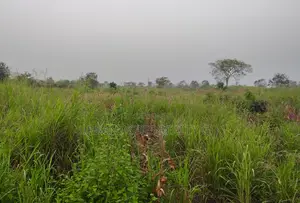 Volta Region, Adaklu (Helekpe) _ 1500+ Acres Mixed Farmland