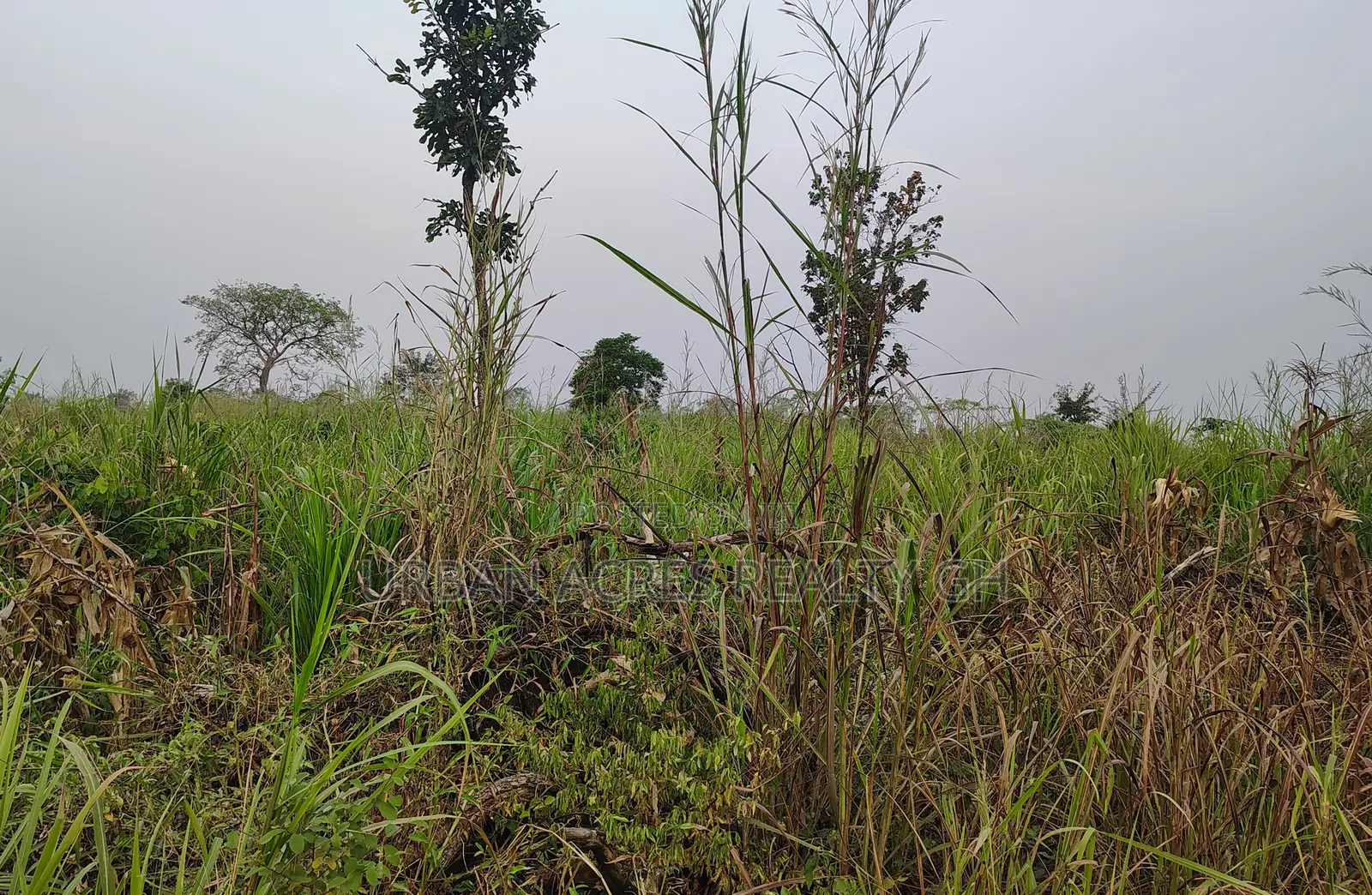 Volta Region, Adaklu (Helekpe) _ 1500+ Acres Mixed Farmland
