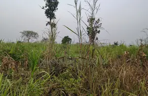Volta Region, Adaklu (Helekpe) _ 1500+ Acres Mixed Farmland