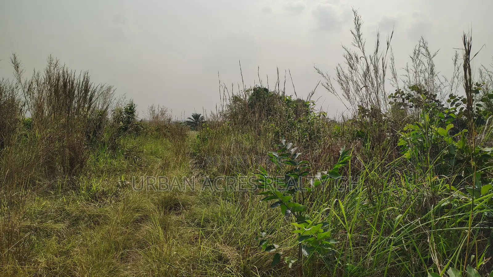 Volta Region, Adaklu (Helekpe) _ 1500+ Acres Mixed Farmland