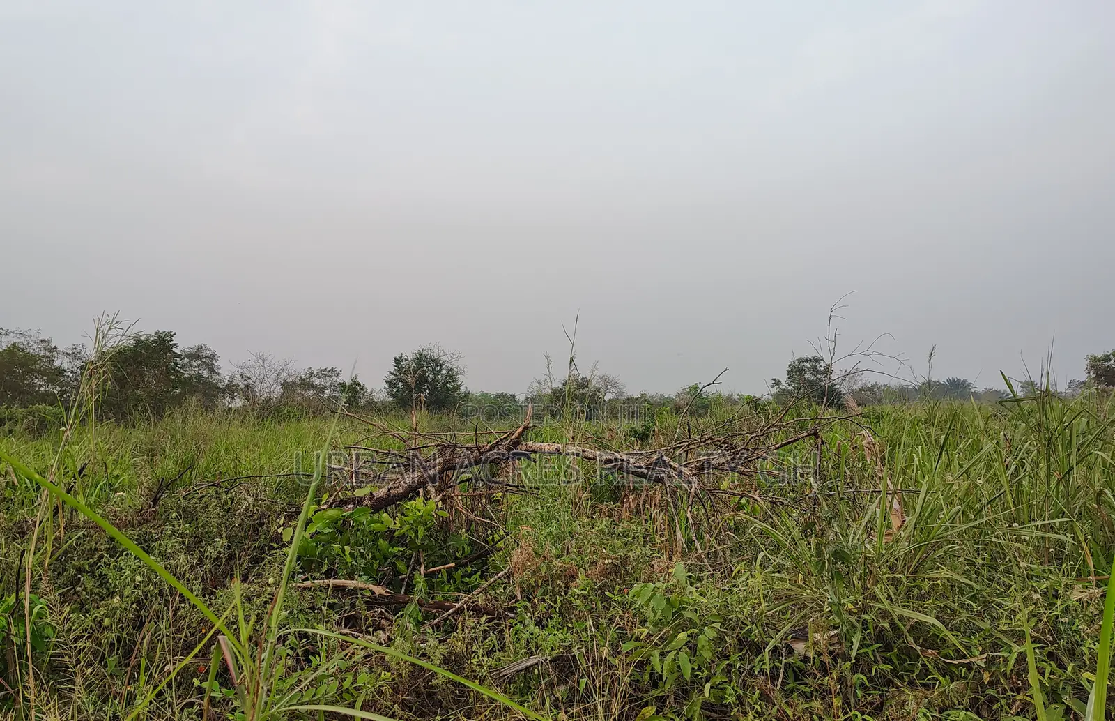 Volta Region, Adaklu (Helekpe) _ 1500+ Acres Mixed Farmland