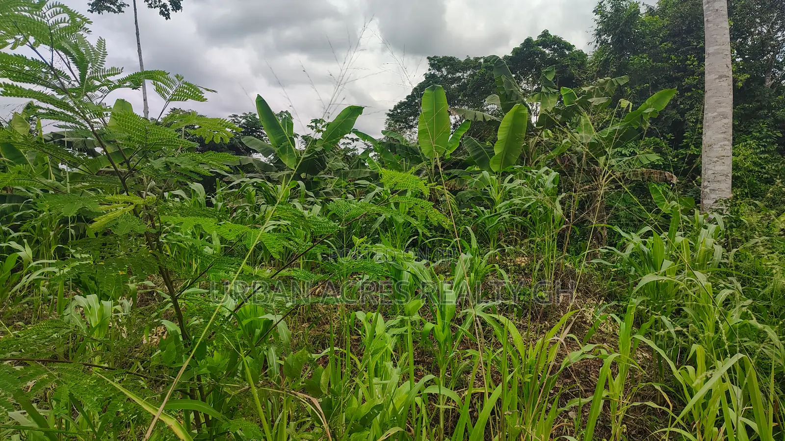 Volta Region, Ho (Godokpe) _ 3 Plots (0.62 Acre) Land