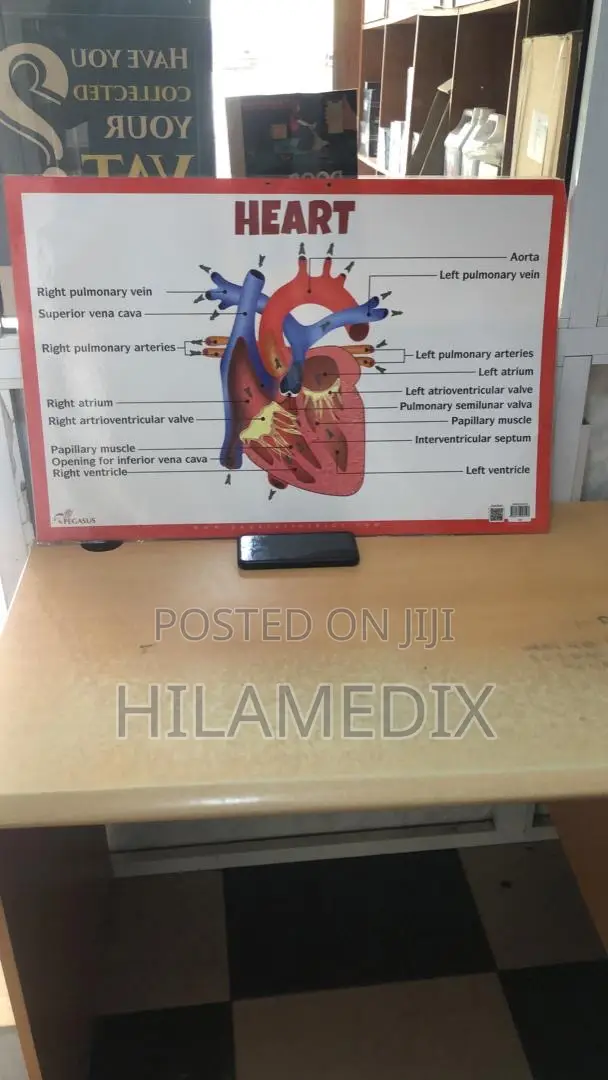 Anatomical Charts / Educational Posters (Diagrams)