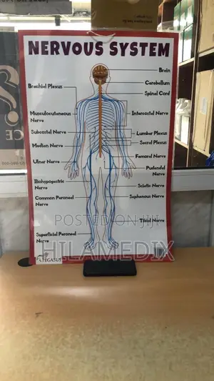 Anatomical Charts / Educational Posters (Diagrams)