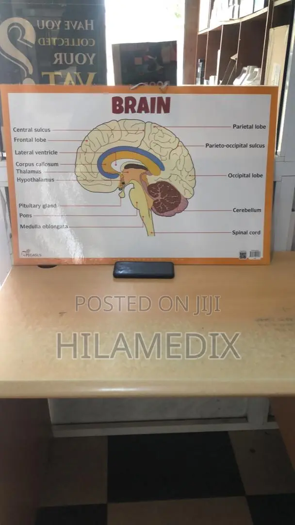 Anatomical Charts / Educational Posters (Diagrams)
